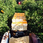 CUEILLETTE ORANGES 2016 05